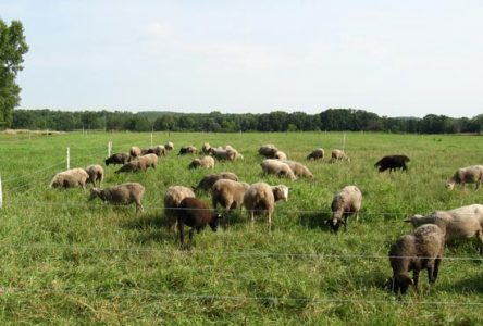 The Fence vs. The Sheep Image